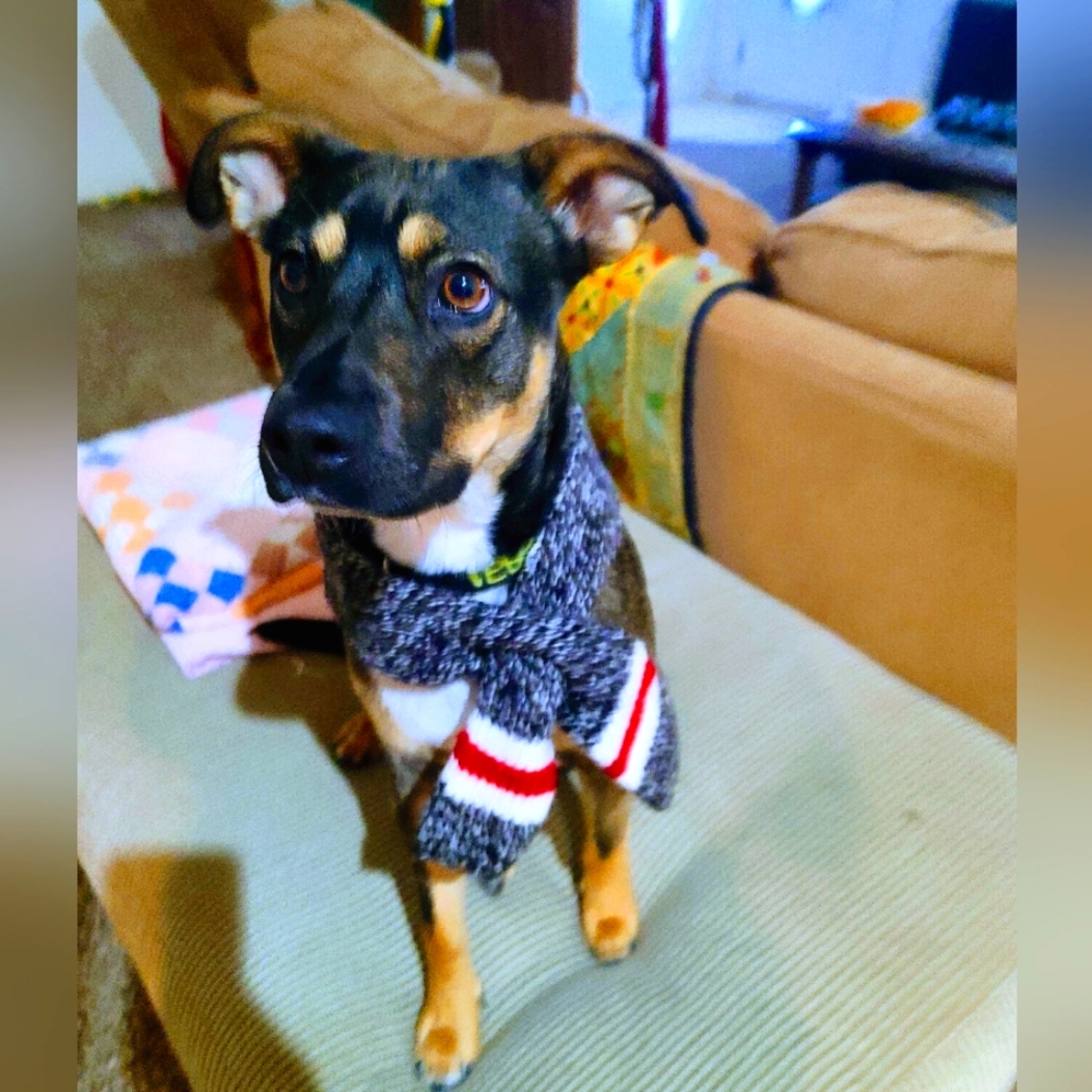 Wool Doggie Scarf🐶🤎